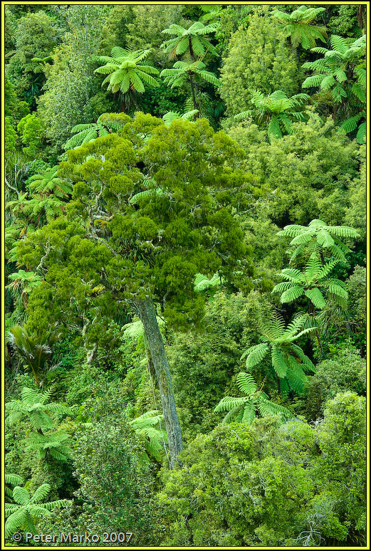 V8X3641.jpg - Rainforest, Bridal Falls Reserve, Waikato, New Zealand