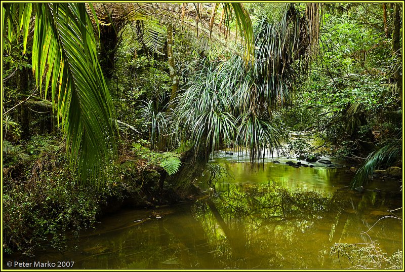 V8X3661.jpg - Stream, Bridal Falls Reserve, Waikato, New Zealand