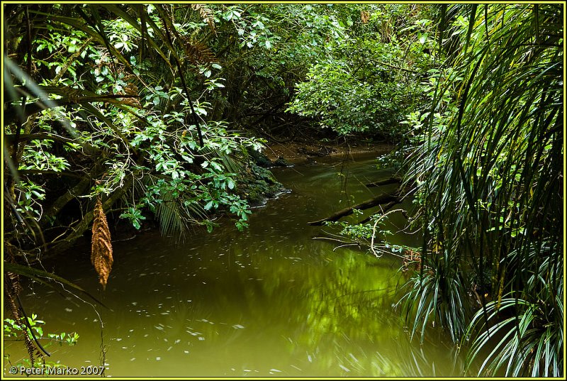 V8X3663.jpg - Stream, Bridal Falls Reserve, Waikato, New Zealand