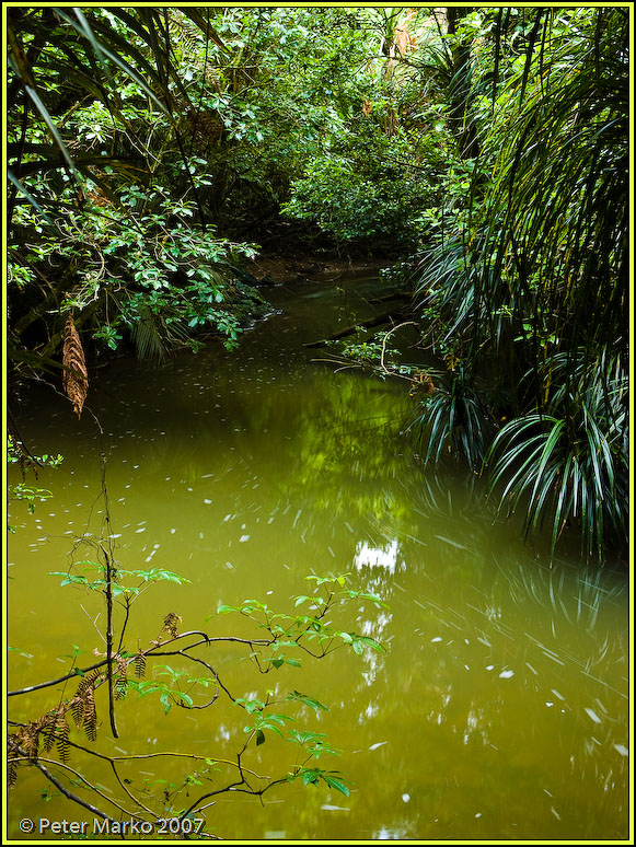 V8X3665.jpg - Stream, Bridal Falls Reserve, Waikato, New Zealand