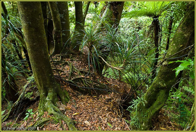 V8X3670.jpg - Rainforest, Bridal Falls Reserve, Waikato, New Zealand