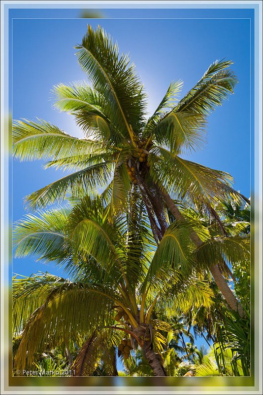 IMG_9197_frame.jpg - Coconut palm trees, Akaiami Island, Cook Islands.