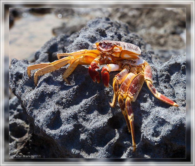 IMG_9255_frame.jpg - Drying crab. Akaiami, Aitutaki, Cook Islands.