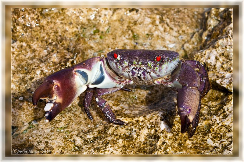 IMG_9263_frame.jpg - One of many crabs hiding around rocks on Akaiami Island. Aitutaki, Cook Islands.