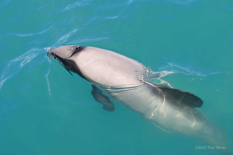 Kaikoura_05.jpg - Dolphins, Kaikoura, New Zealand