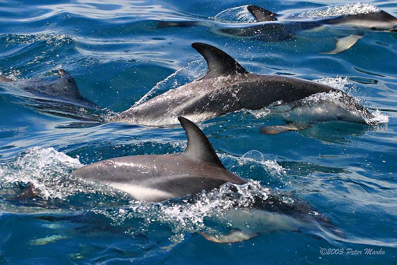 Kaikoura_06.jpg - Dolphins, Kaikoura, New Zealand