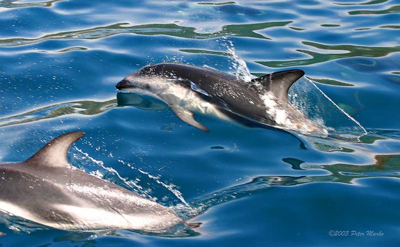 Kaikoura_07.jpg - Dolphins, Kaikoura, New Zealand