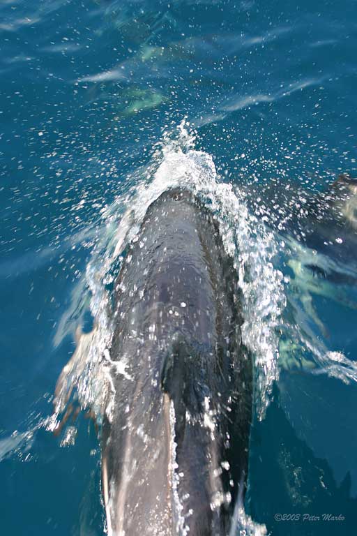 Kaikoura_08.jpg - Dolphins, Kaikoura, New Zealand