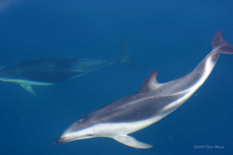 Kaikoura_09.jpg - Dolphins, Kaikoura, New Zealand