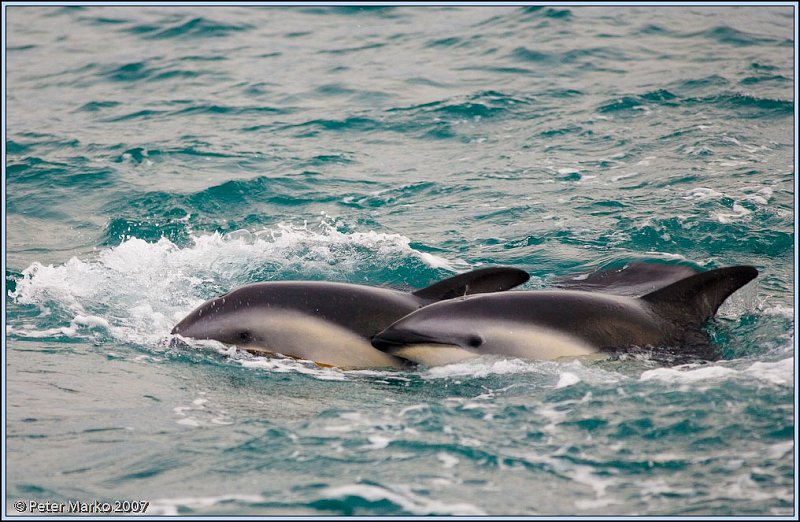 WV8X4189.jpg - Dusky dolphins, Kaikoura, New Zealand