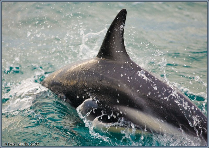 WV8X4265.jpg - Dusky dolphins, Kaikoura, New Zealand