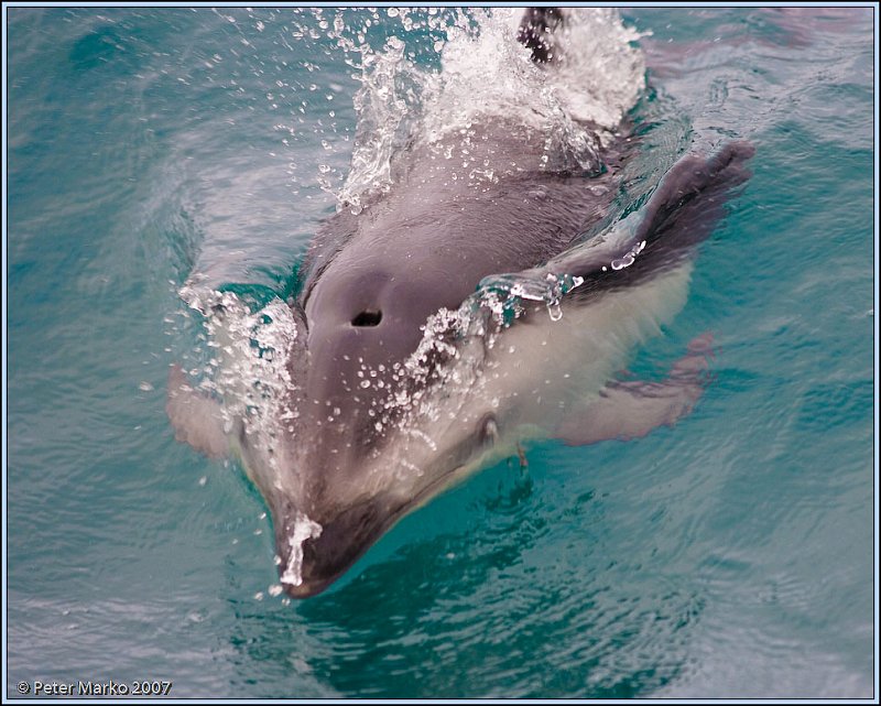 WV8X4494.jpg - Dusky dolphins, Kaikoura, New Zealand