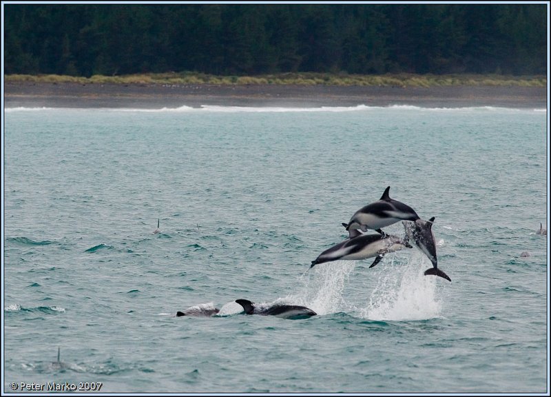 WV8X4554.jpg - Dusky dolphins, Kaikoura, New Zealand