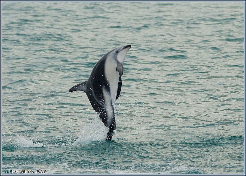 WV8X4589.jpg - Dusky dolphins, Kaikoura, New Zealand