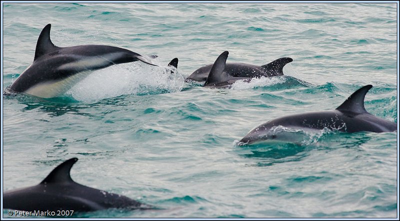 WV8X4600.jpg - Dusky dolphins, Kaikoura, New Zealand