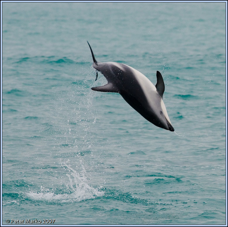 WV8X4627.jpg - Dusky dolphins, Kaikoura, New Zealand