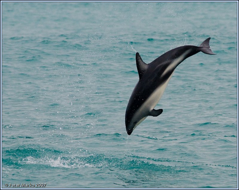 WV8X4628.jpg - Dusky dolphins, Kaikoura, New Zealand