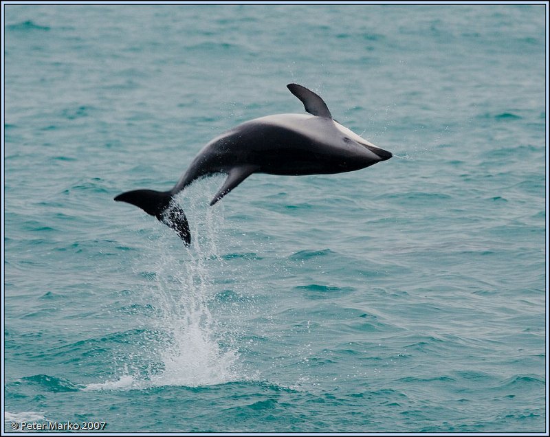 WV8X4629.jpg - Dusky dolphins, Kaikoura, New Zealand