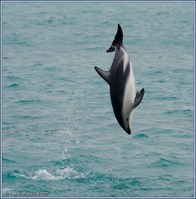 WV8X4630.jpg - Dusky dolphins, Kaikoura, New Zealand