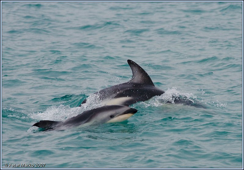 WV8X4652.jpg - Dusky dolphins, Kaikoura, New Zealand