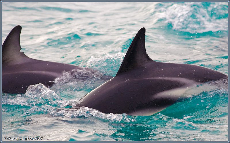 WV8X4671.jpg - Dusky dolphins, Kaikoura, New Zealand