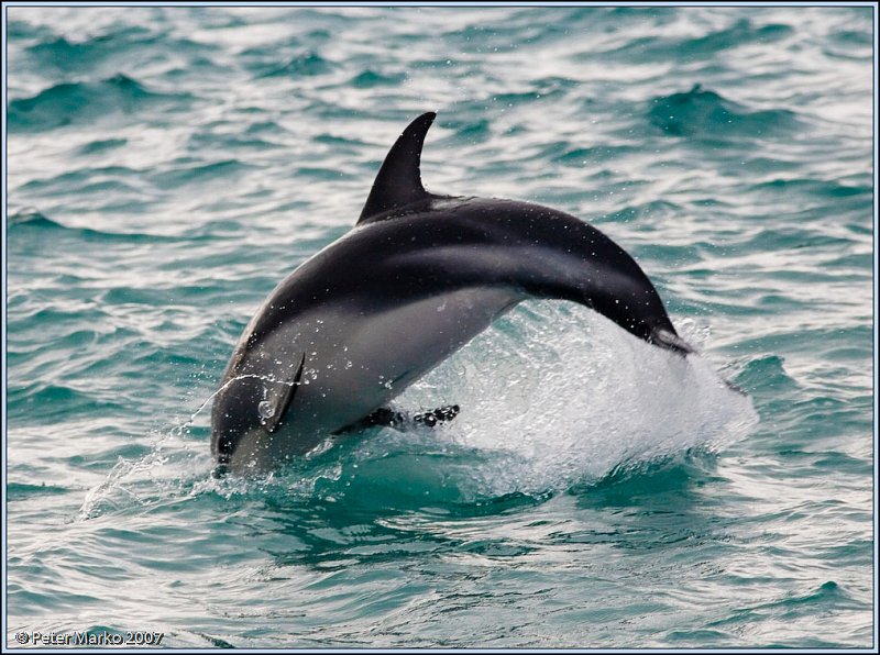 WV8X4676.jpg - Dusky dolphins, Kaikoura, New Zealand