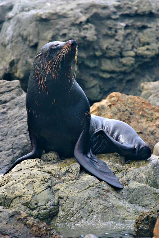 Kaikoura_10.jpg - Seals, Kaikoura, South Island, New Zealand