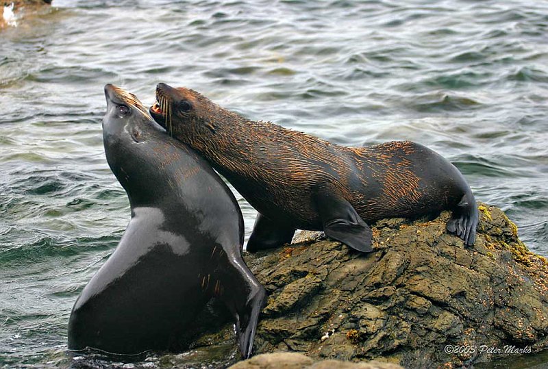 Kaikoura_11.jpg - Seals, Kaikoura, South Island, New Zealand