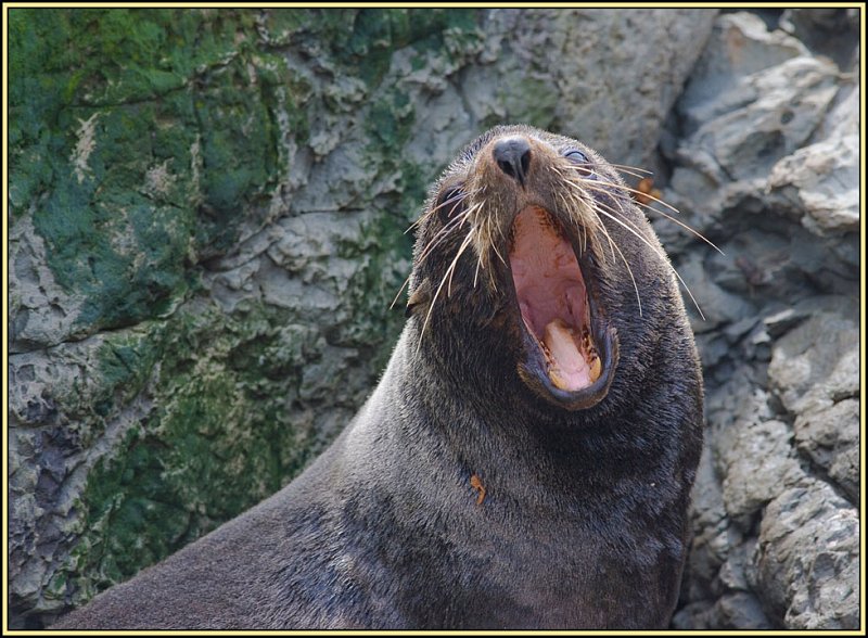 WV8X2349.jpg - Seal colony near Kaikoura