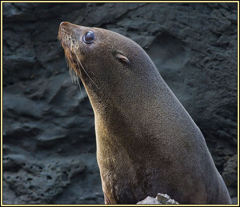 WV8X2366.jpg - Seal colony near Kaikoura