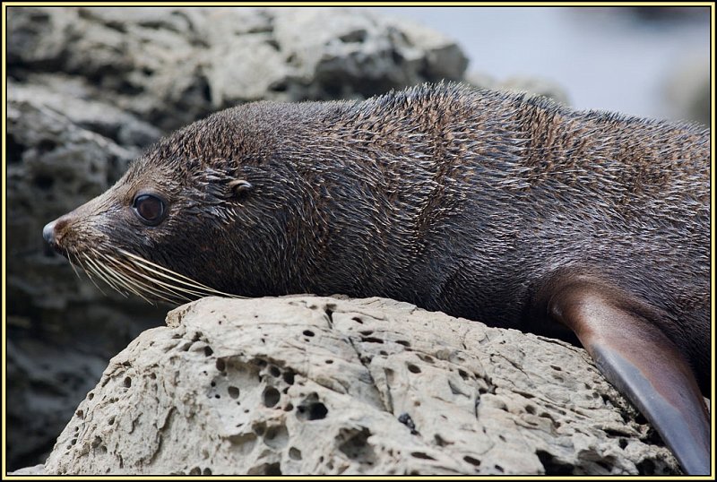 WV8X2388.jpg - Seal colony near Kaikoura