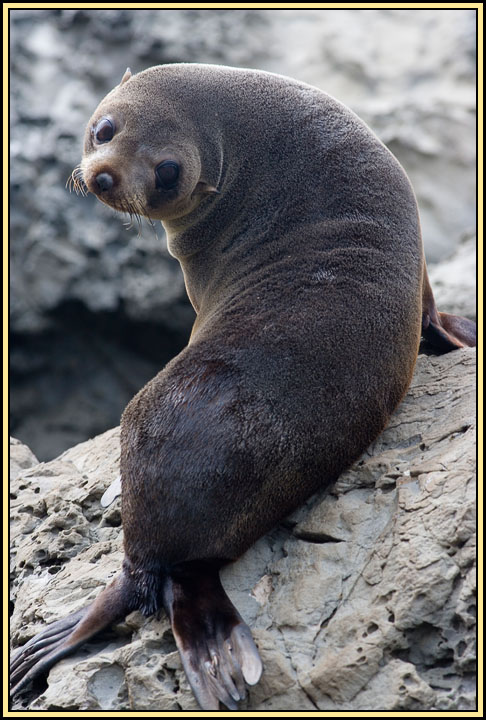 WV8X2400.jpg - Seal colony near Kaikoura