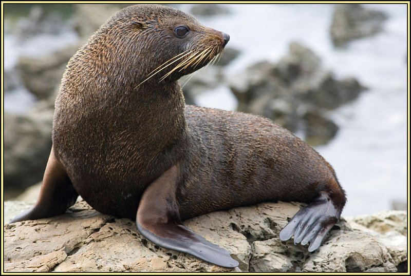 WV8X2426.jpg - Seal colony near Kaikoura