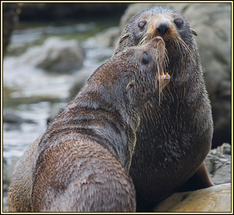 WV8X2464.jpg - Seal colony near Kaikoura