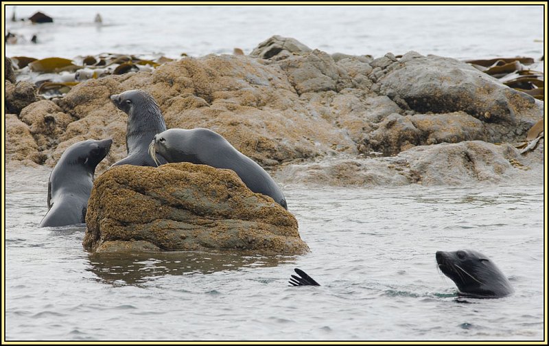 WV8X2489.jpg - Seal colony near Kaikoura