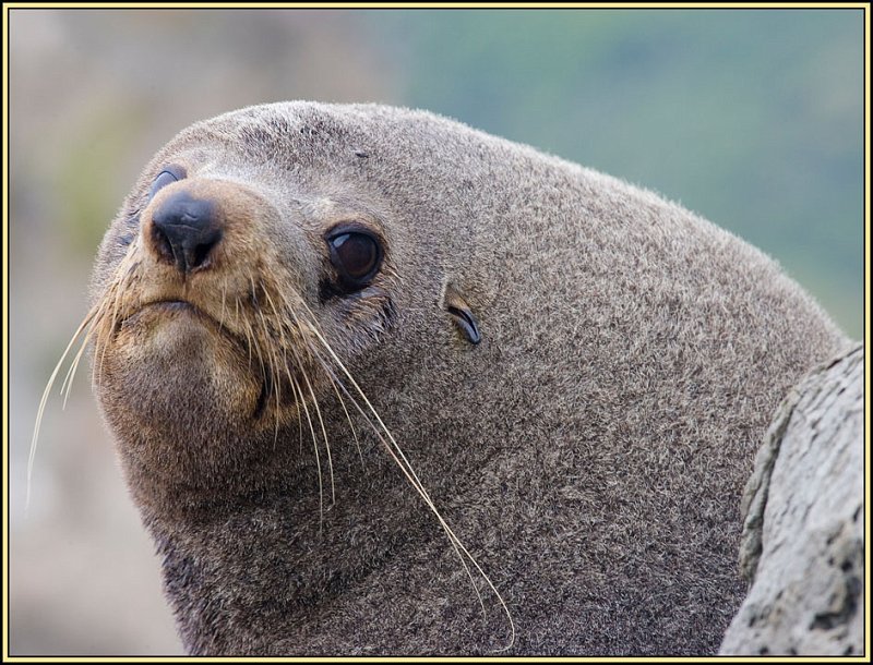 WV8X2515.jpg - Seal colony near Kaikoura