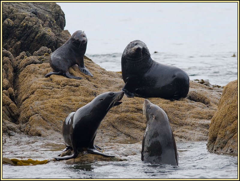 WV8X2555.jpg - Seal colony near Kaikoura