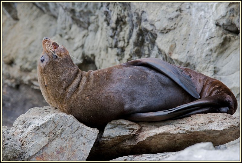 WV8X4700.jpg - Seal colony near Kaikoura, South Island, New Zealand