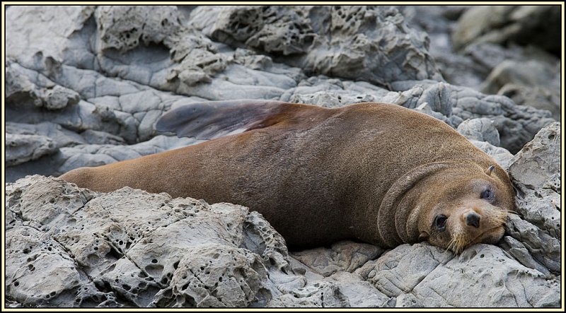 WV8X4703.jpg - Seal colony near Kaikoura, South Island, New Zealand