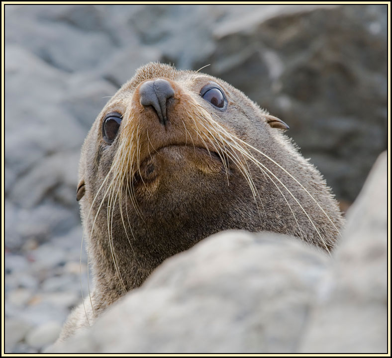 WV8X4710.jpg - Seal colony near Kaikoura, South Island, New Zealand