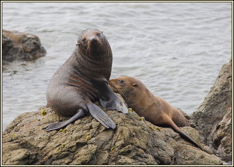 WV8X4768.jpg - Seal colony near Kaikoura, South Island, New Zealand