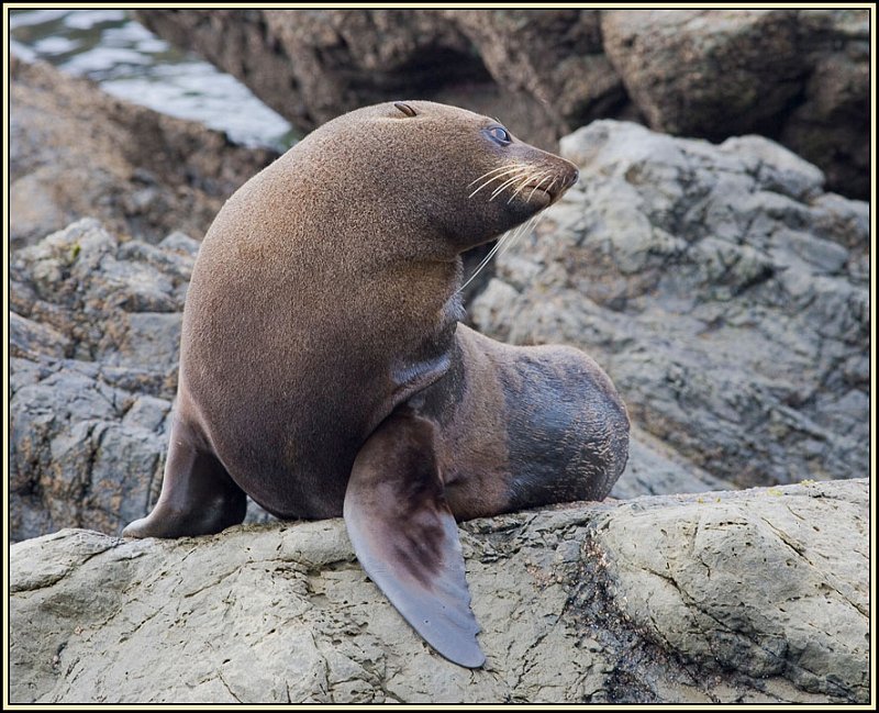 WV8X4788.jpg - Seal colony near Kaikoura, South Island, New Zealand