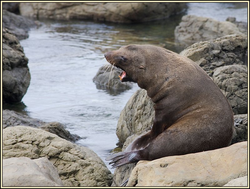 WV8X4791.jpg - Seal colony near Kaikoura, South Island, New Zealand