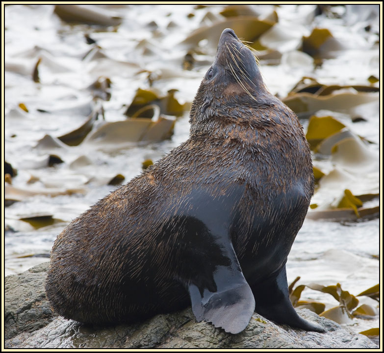 WV8X4804.jpg - Seal colony near Kaikoura, South Island, New Zealand