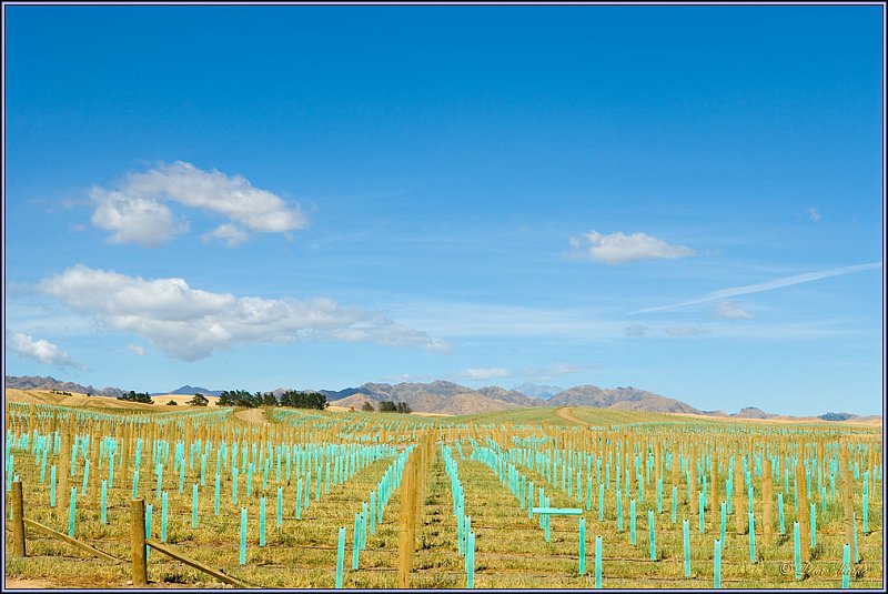 WV8X4131.jpg - Highway Picton to Kaikoura, South Island, New Zealand