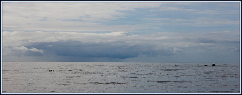 WV8X4835.jpg - Coming storm and dolphins, Kaikoura, South Island, New Zealand