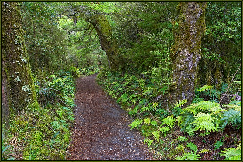 WV8X2683.jpg - Milford Track, Day 2, Fiordland National Park, New Zealand