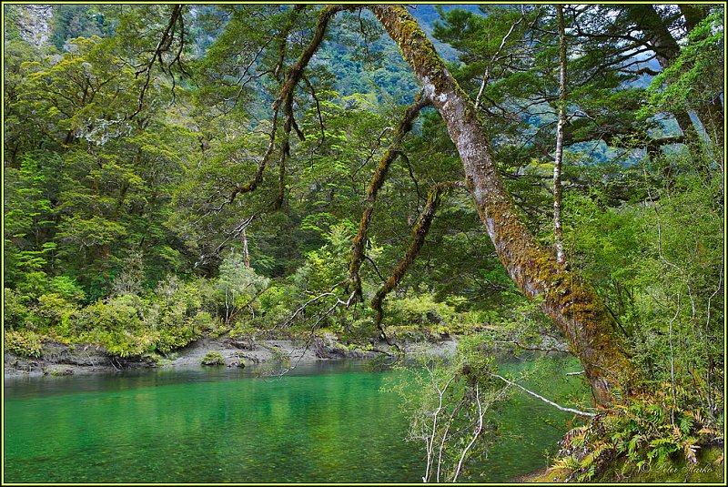 WV8X2685.jpg - Clinton River, Milford Track, Day 2, Fiordland National Park, New Zealand