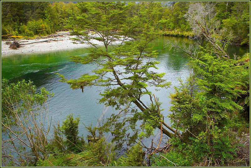 WV8X2695.jpg - Clinton River, Milford Track, Day 2, Fiordland National Park, New Zealand