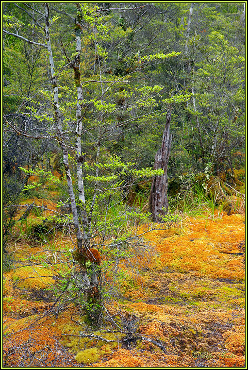 WV8X2701.jpg - Milford Track, Day 2, Fiordland National Park, New Zealand